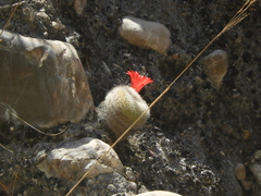 Rebutia minuscula