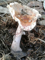 Amanita rubescens rubescens