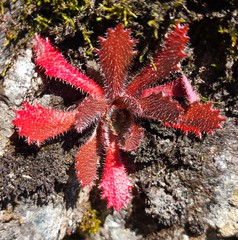 Micranthes petiolaris