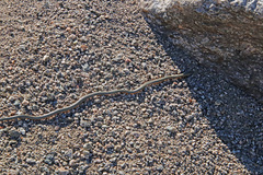 Diadophis punctatus regalis