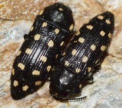 Acmaeodera octodecimguttata