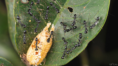 Odontomantis hainana