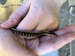 Thamnophis sirtalis concinnus