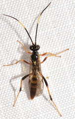 Polytribax contiguus