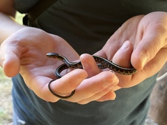 Thamnophis sirtalis concinnus