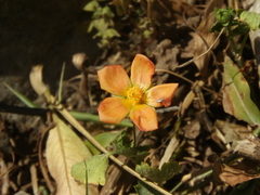 Modiolastrum malvifolium