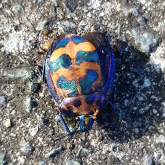 Tectocoris diophthalmus