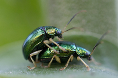 Colaspis laeta