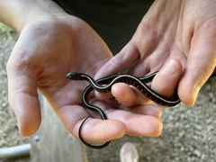 Thamnophis sirtalis concinnus