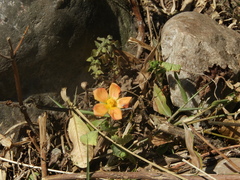 Modiolastrum malvifolium