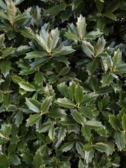Ilex opaca