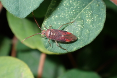 Pantilius tunicatus