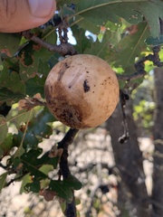 Andricus quercuscalifornicus