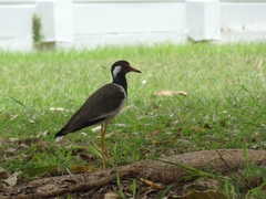 Vanellus indicus