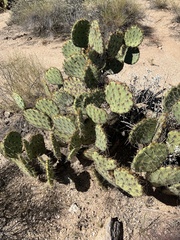 Opuntia engelmannii