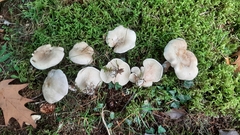 Clitopilus cystidiatus