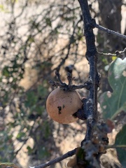 Andricus quercuscalifornicus