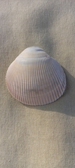Cardiidae