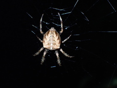 Araneus diadematus