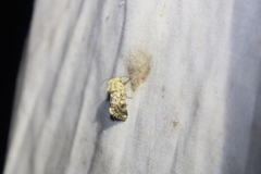 Schinia septentrionalis