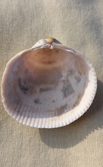 Cardiidae