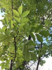 Fraxinus angustifolia