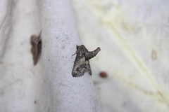 Paectes abrostoloides