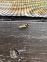 Sarginae