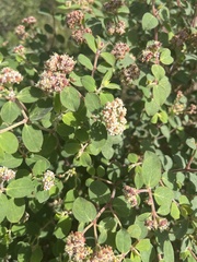 Euphorbia tomentulosa