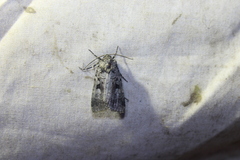 Feltia geniculata