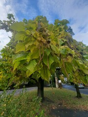 Catalpa bignonioides