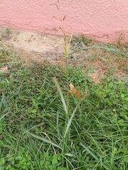 Sorghum halepense