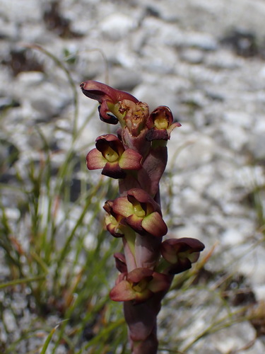 Image of Disa bolusiana by (c) Ren Hoekstra, some rights reserved (CC BY)