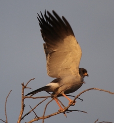 Melierax poliopterus