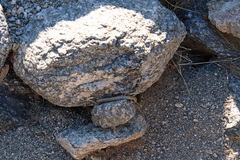 Diadophis punctatus regalis