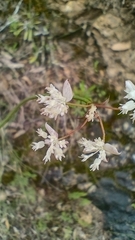 Xanthosia atkinsoniana