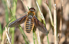 Poecilanthrax lucifer