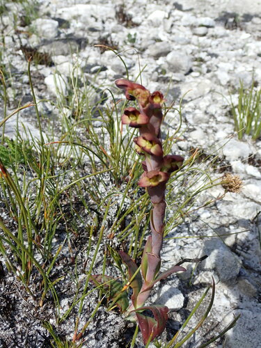 Image of Disa bolusiana by (c) Ren Hoekstra, some rights reserved (CC BY)
