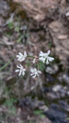 Xanthosia atkinsoniana