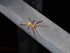 Anyphaena accentuata