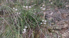 Xanthosia atkinsoniana
