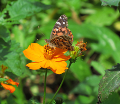 Vanessa braziliensis