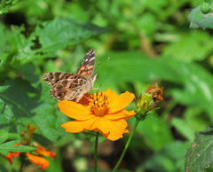 Vanessa braziliensis