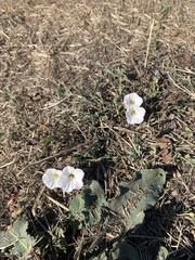 Calystegia occidentalis