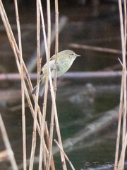 Phylloscopus trochilus