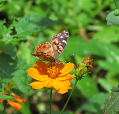 Vanessa braziliensis