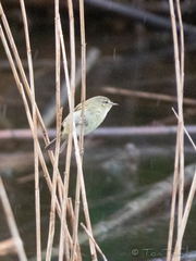 Phylloscopus trochilus