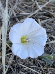 Calystegia occidentalis
