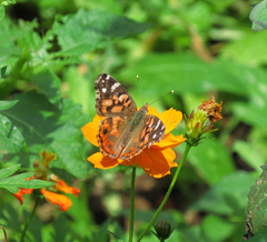 Vanessa braziliensis