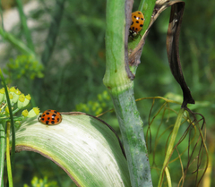 Harmonia axyridis